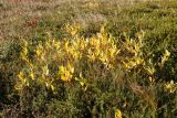 Salix phylicifolia. Растение с листвой в осенней окраске. Мурманская обл., Терский р-н, с. Кашкаранцы; Кольский п-ов, Кандалакшский берег, приморская вороничная тундра. 14.09.2021.