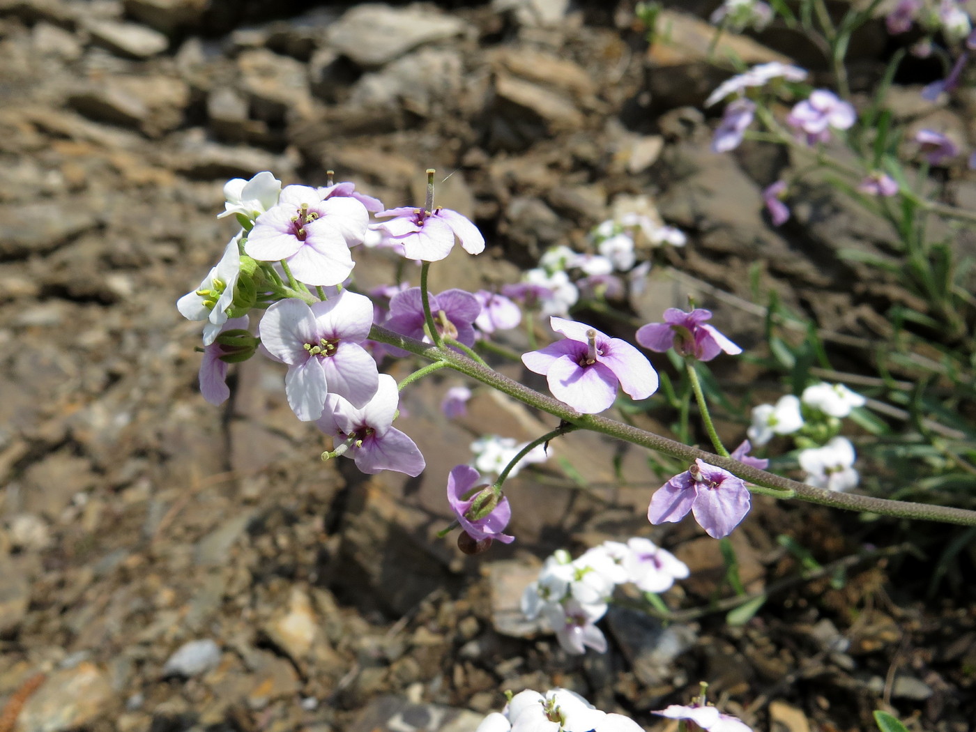 Image of Stevenia incarnata specimen.