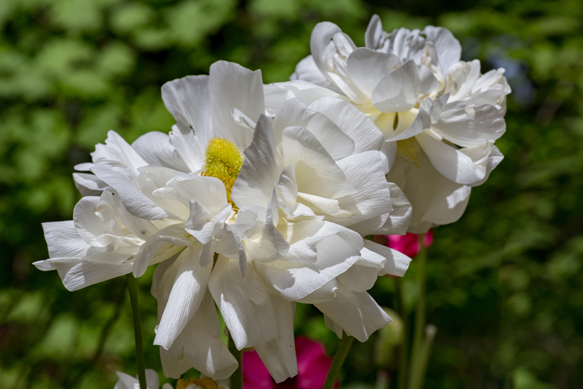 Изображение особи Ranunculus asiaticus.