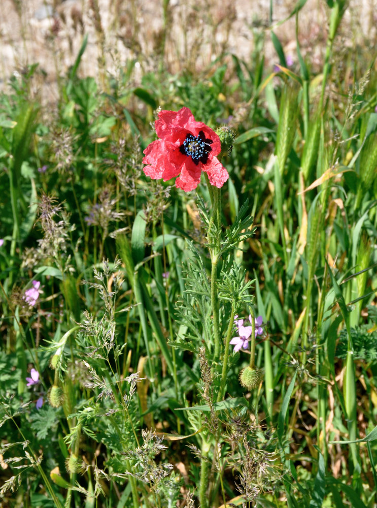 Изображение особи Papaver hybridum.