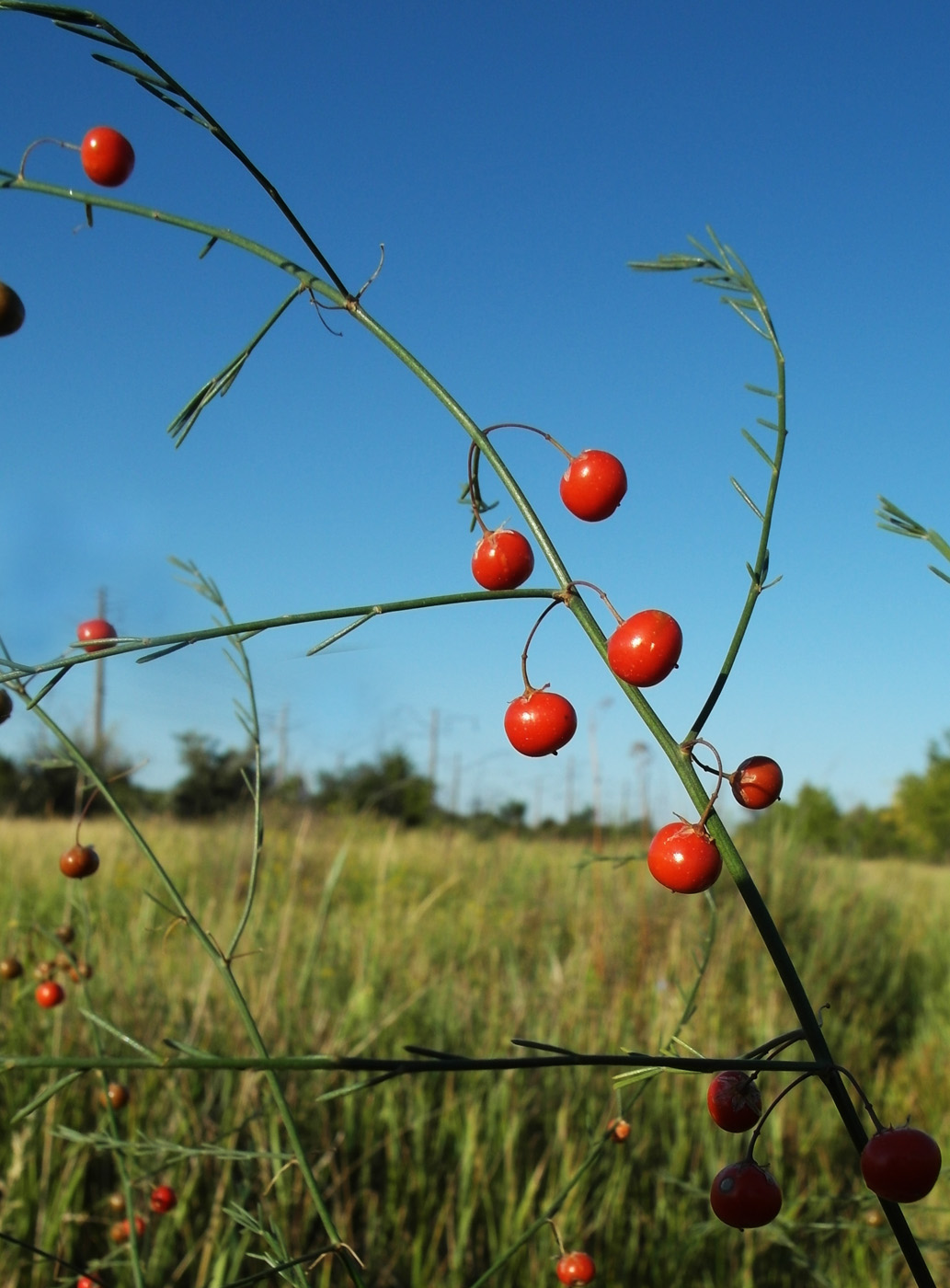 Image of Asparagus officinalis specimen.