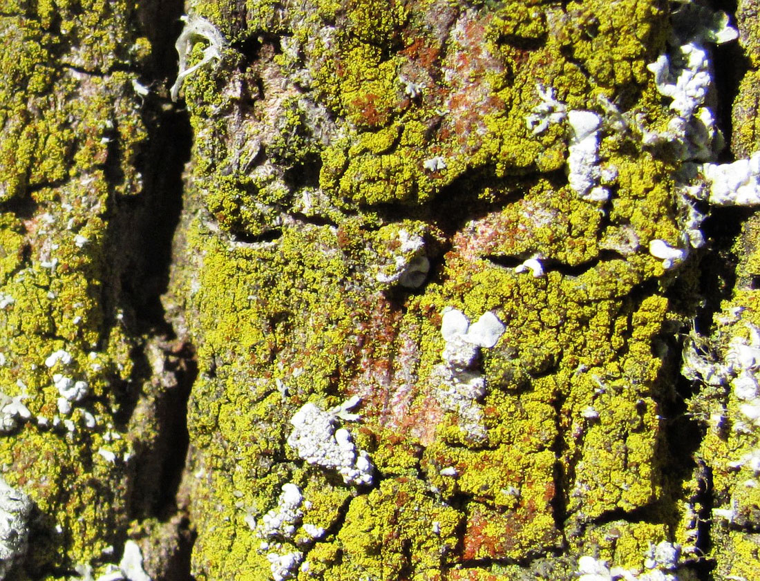 Image of class Lecanoromycetes specimen.