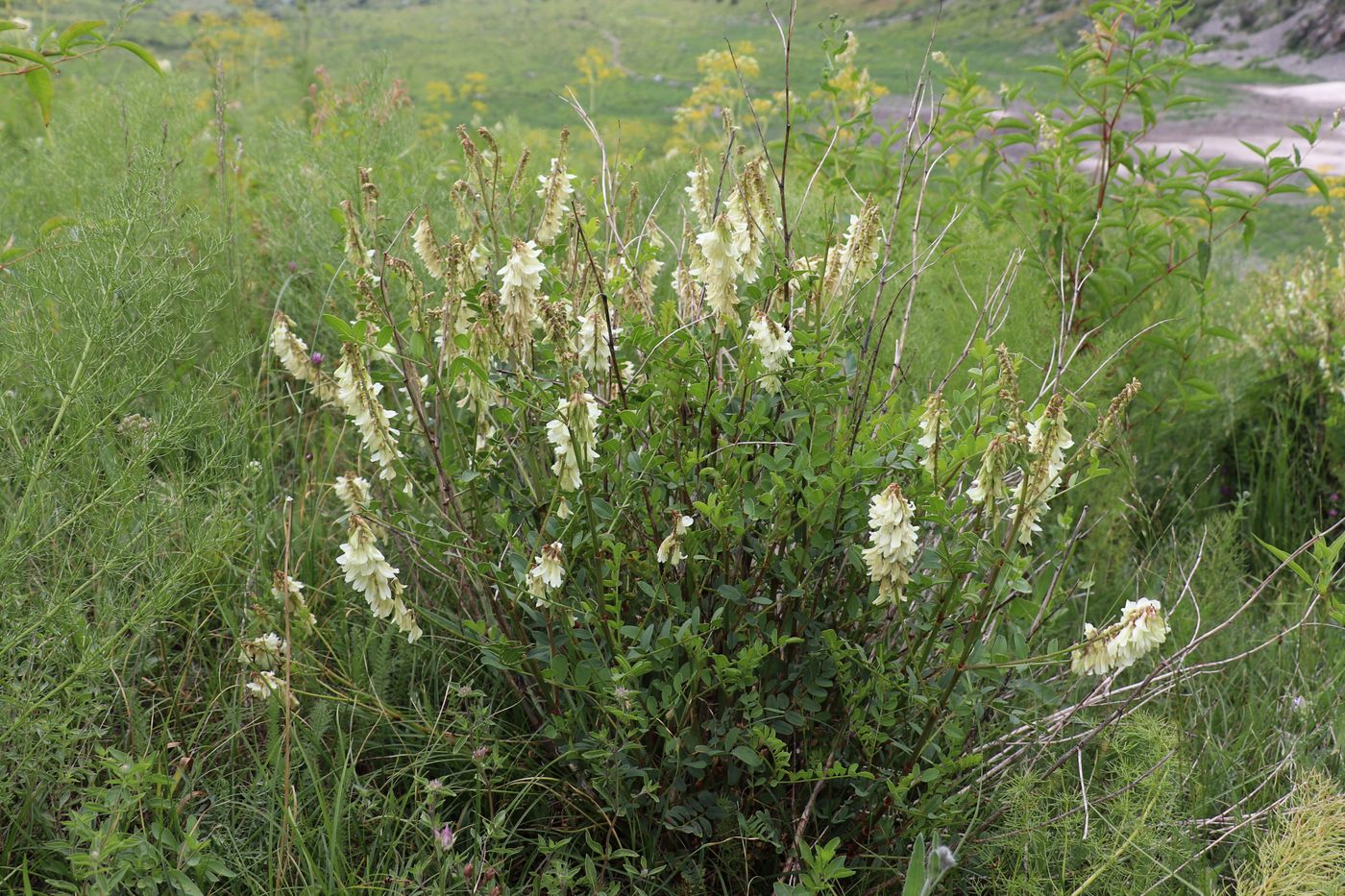 Изображение особи Hedysarum flavescens.