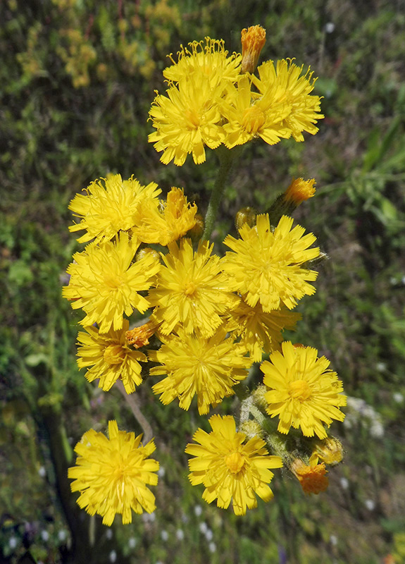 Image of genus Pilosella specimen.