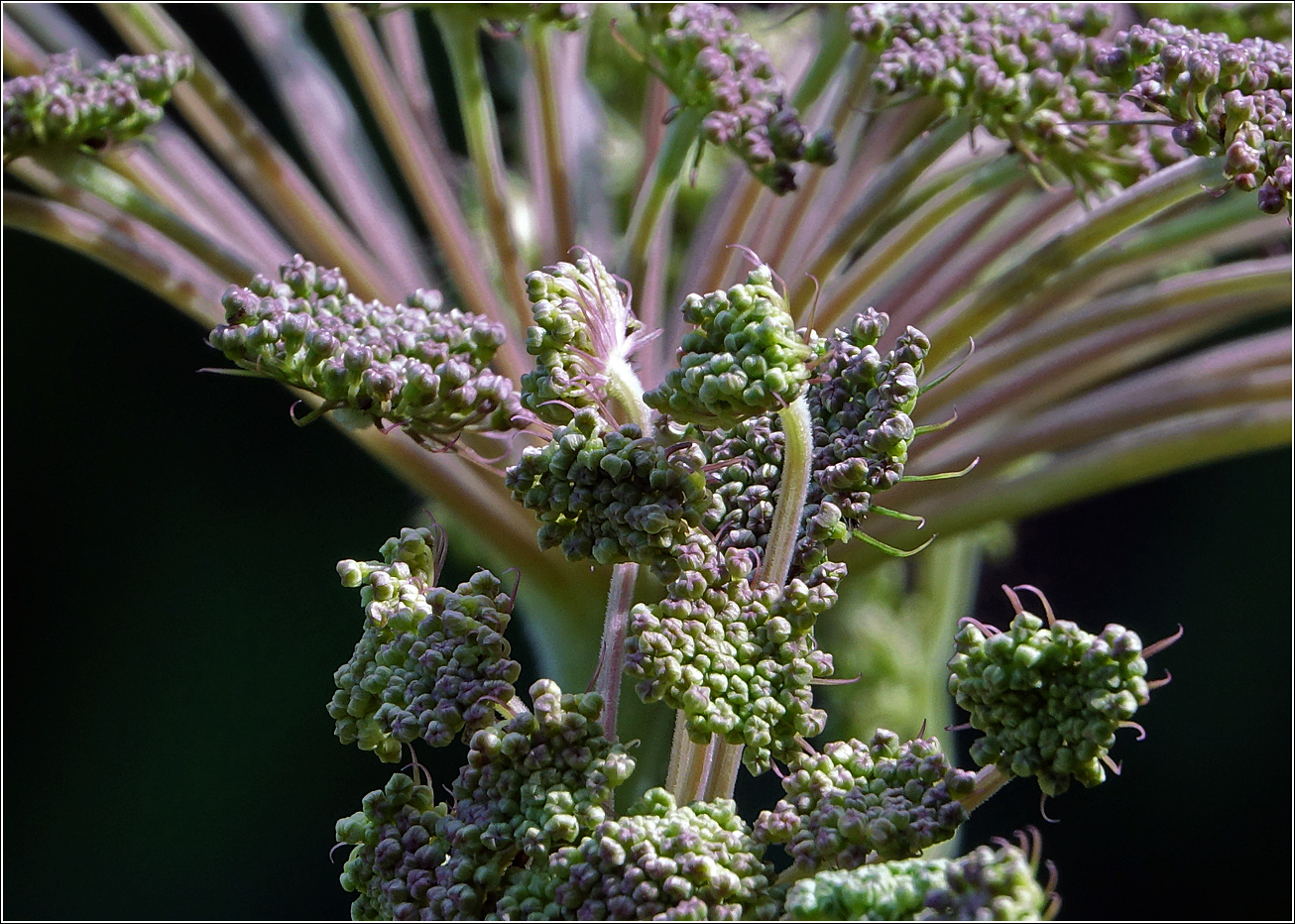 Изображение особи Angelica sylvestris.