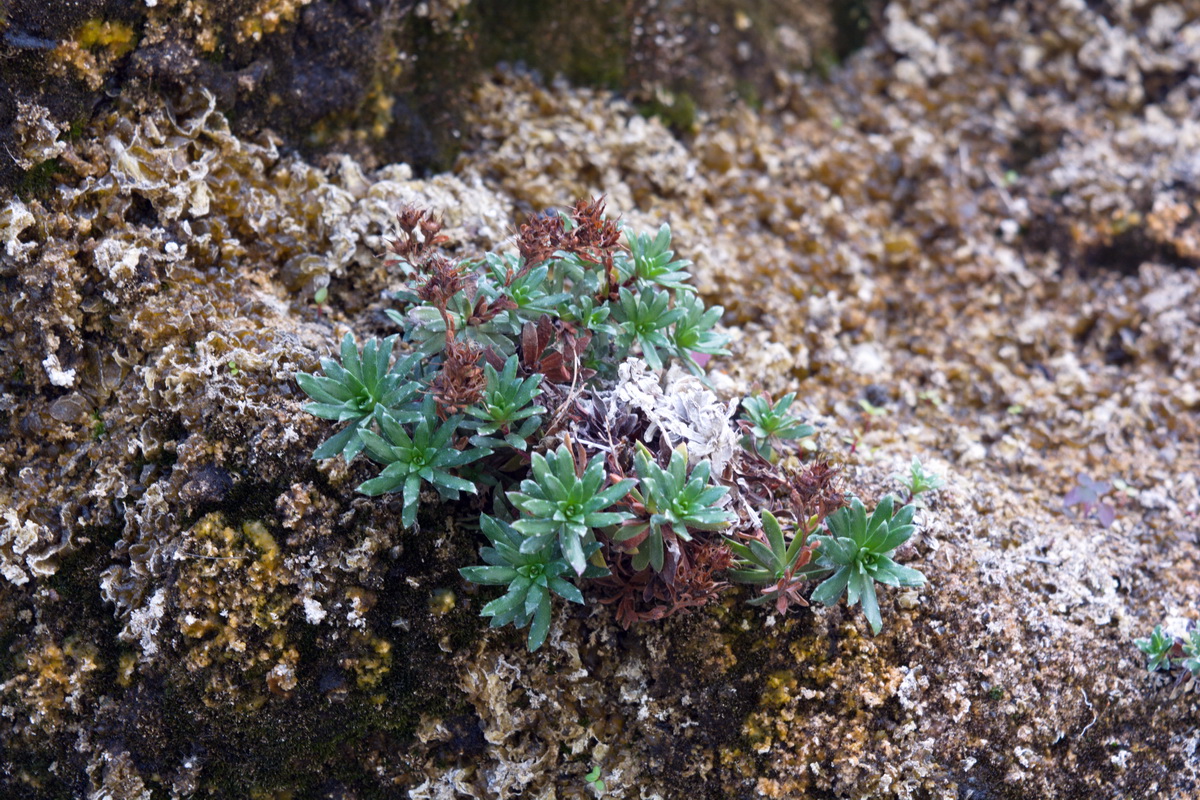 Image of genus Saxifraga specimen.