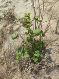 Xanthium orientale. Плодоносящее растение. Болгария, Бургасская обл., г. Несебр, Южный пляж. 14.09.2021.