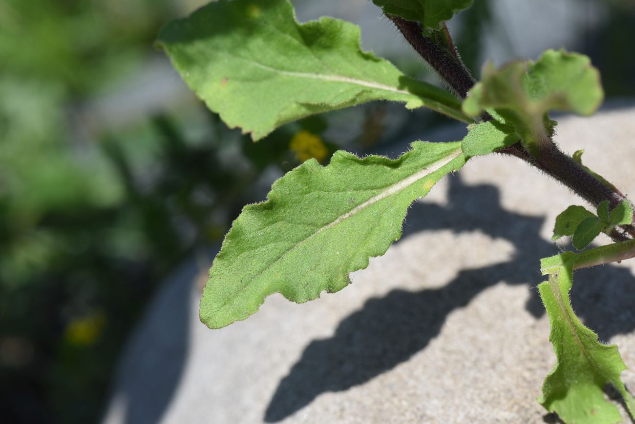 Image of Campanula hohenackeri specimen.