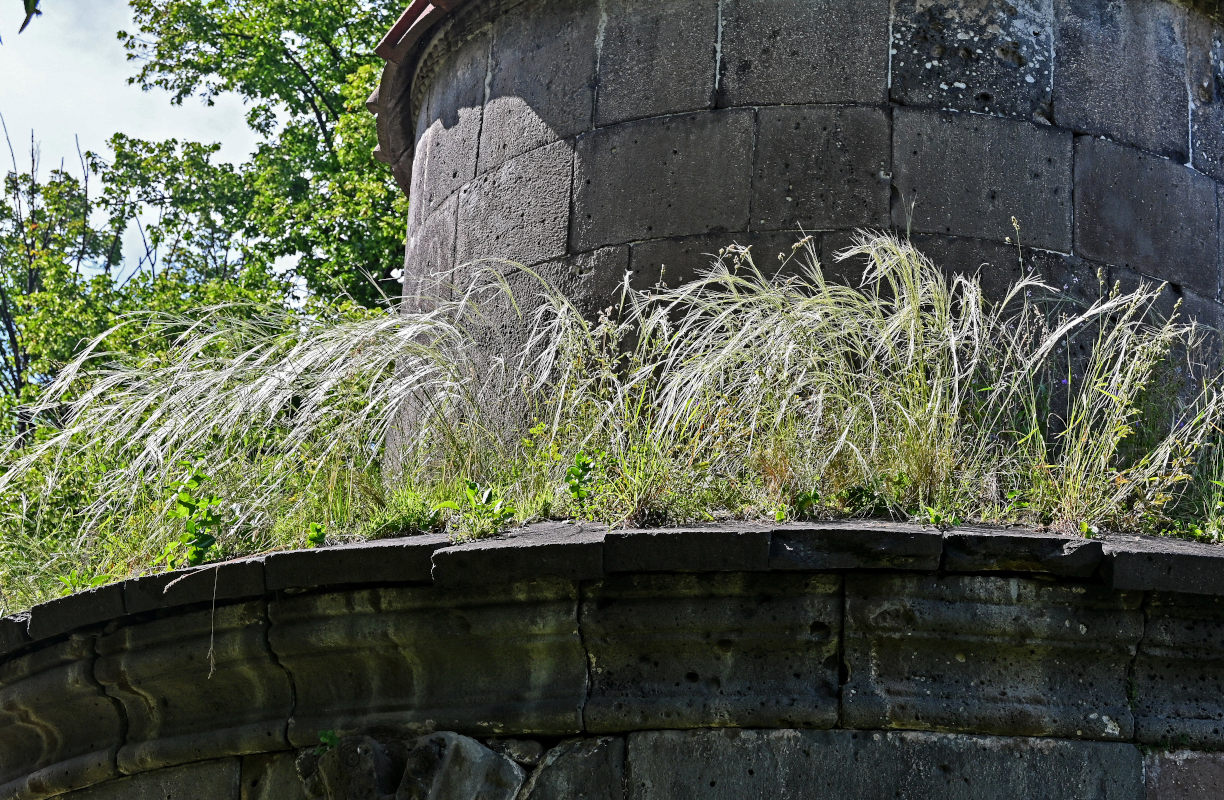 Image of genus Stipa specimen.