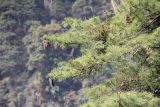 genus Pinus. Часть кроны с шишками. Бутан, дзонгхаг Тхимпху, национальный парк \"Jigme Dorji\". 02.05.2019.
