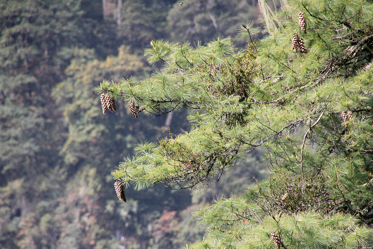 Image of genus Pinus specimen.