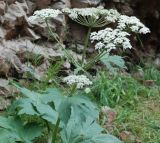 Heracleum dissectum