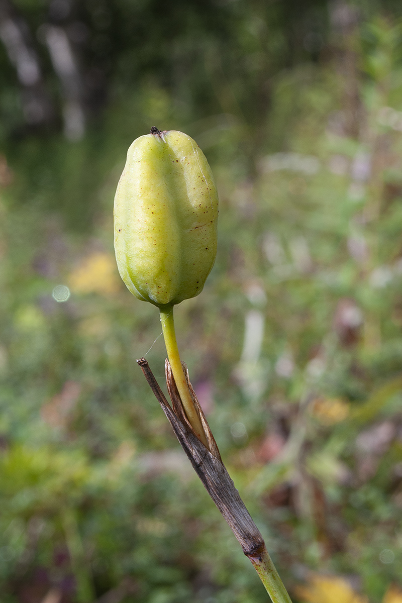 Изображение особи Iris setosa.