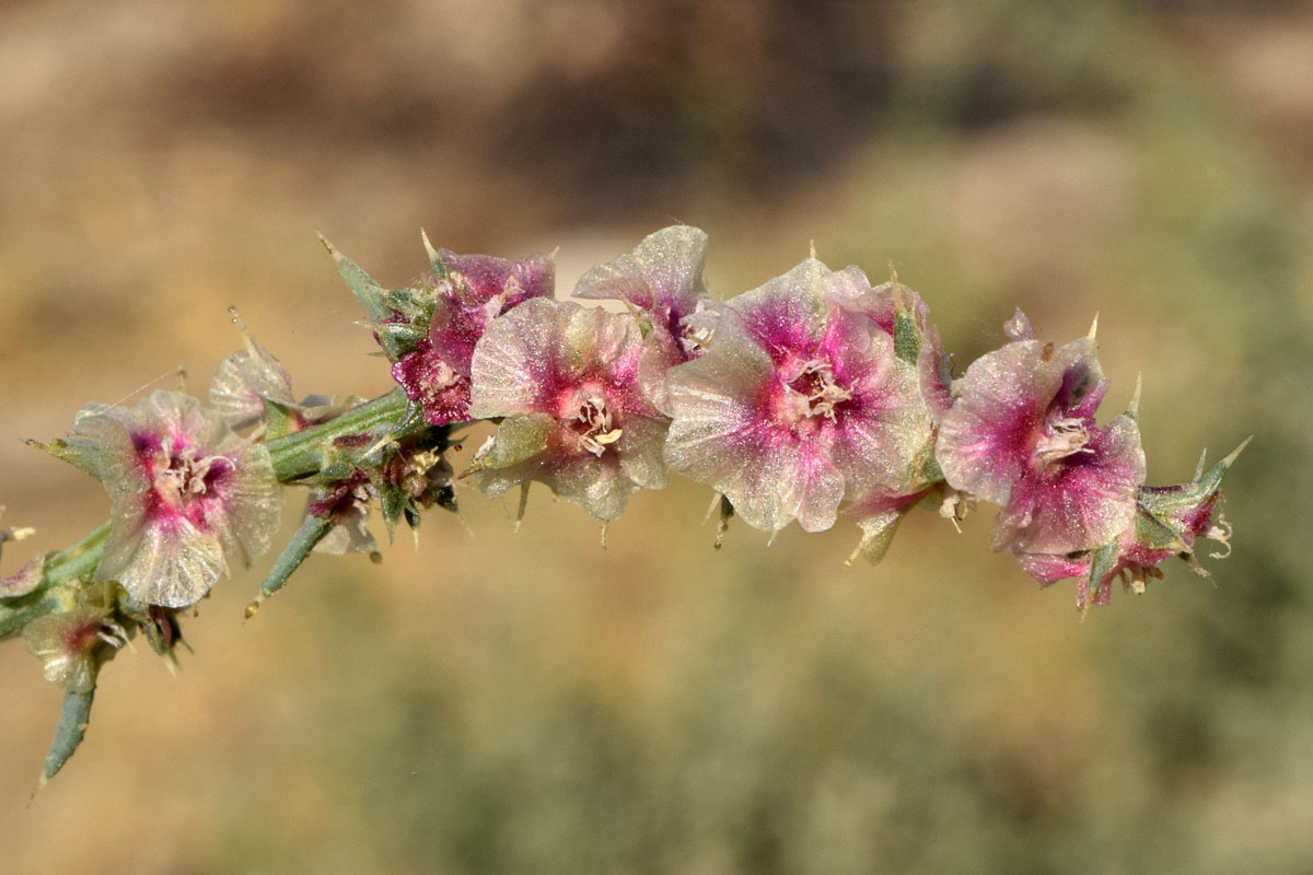 Image of Salsola tragus specimen.