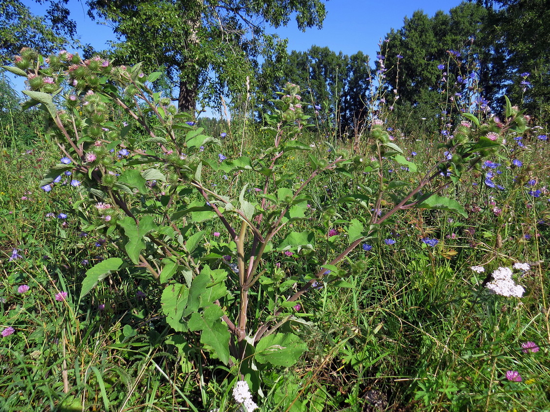 Image of Arctium minus specimen.