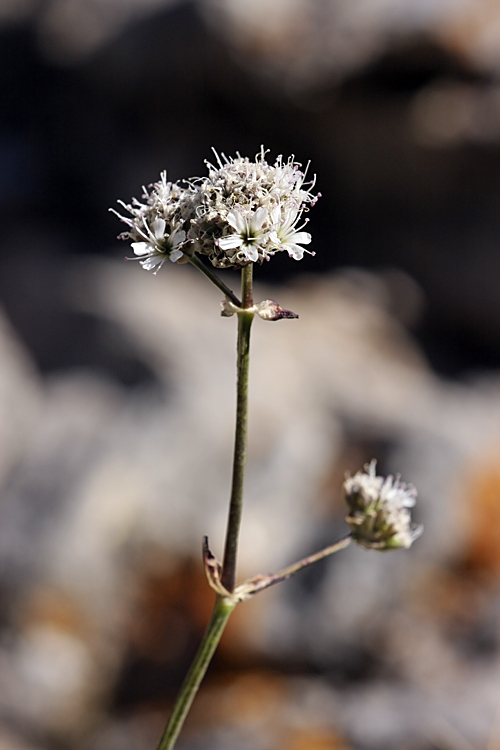 Image of Gypsophila cephalotes specimen.