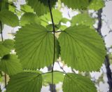 Viburnum setigerum. Часть побега (видна абаксиальная поверхность листьев). Москва, ГБС, дендрарий. 15.09.2022.