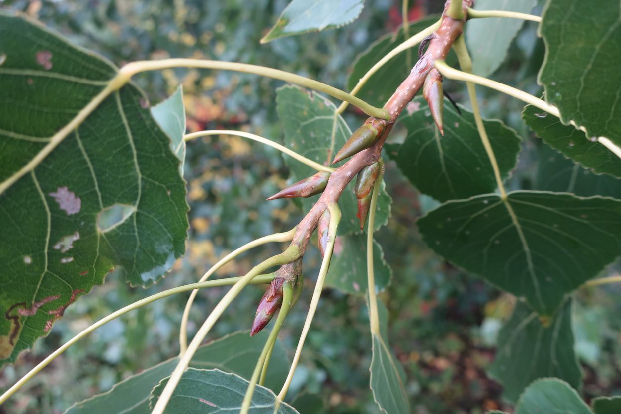 Image of Populus &times; canadensis specimen.