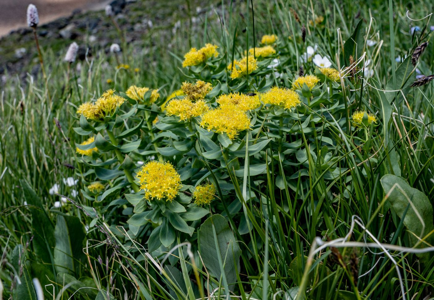 Image of Rhodiola rosea specimen.