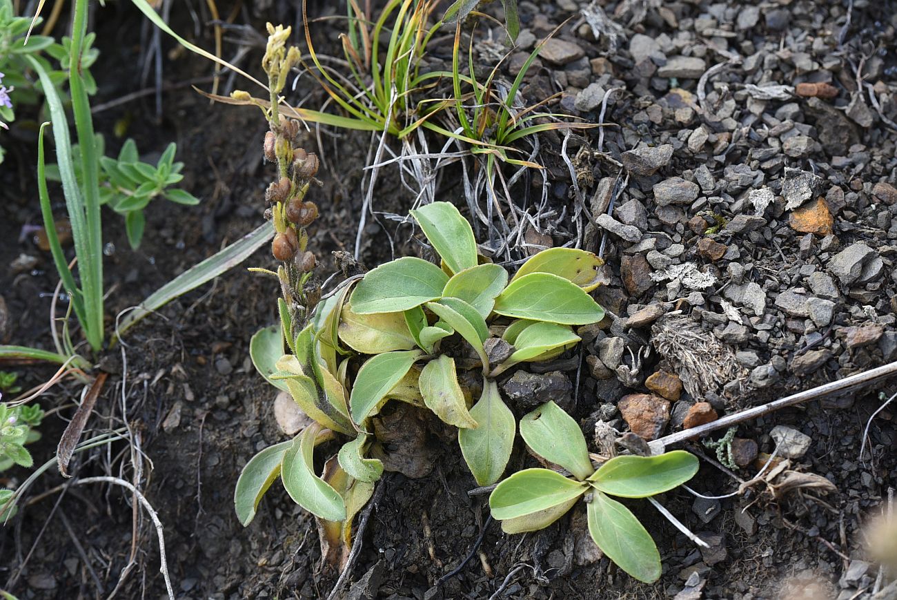 Image of Veronica gentianoides specimen.