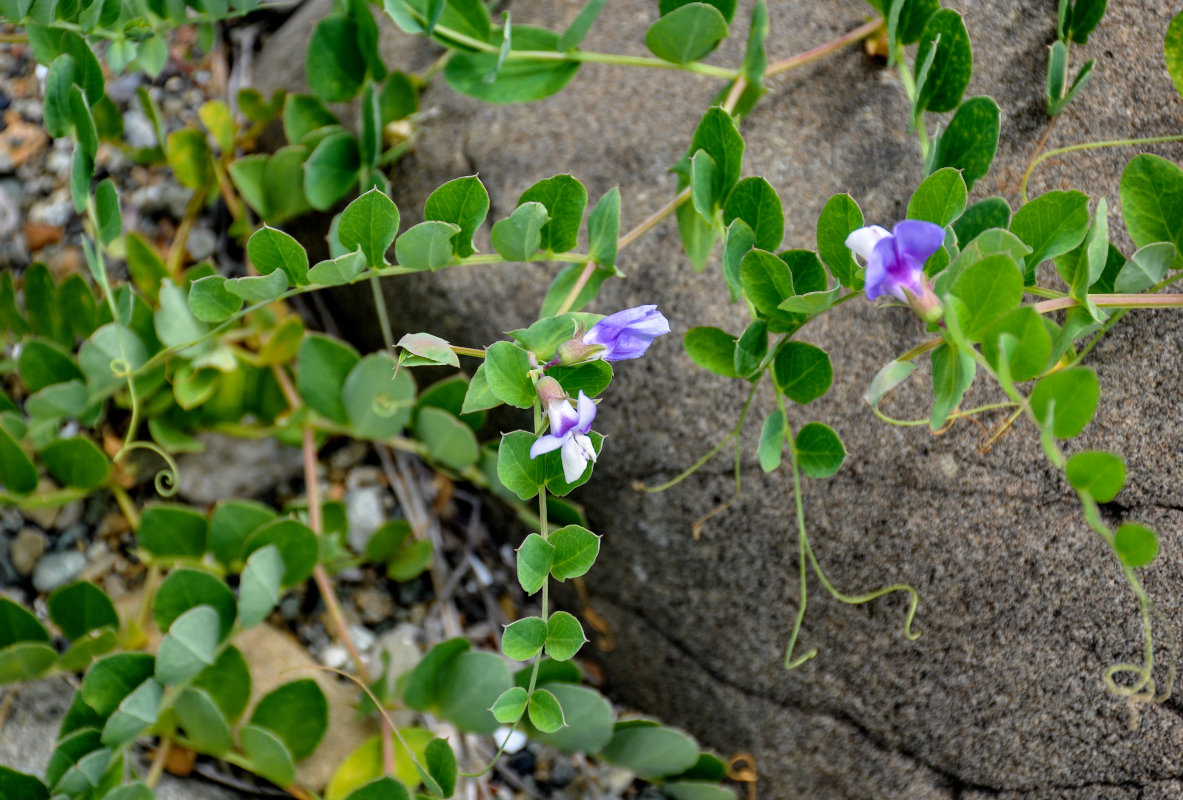 Изображение особи Lathyrus japonicus.