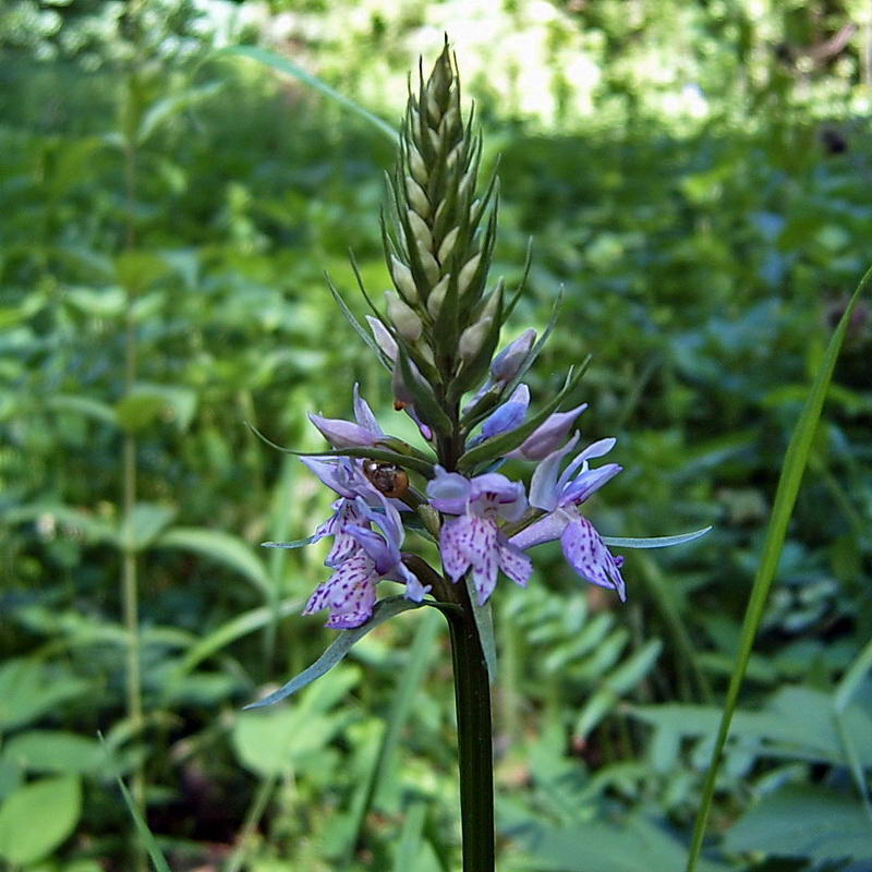 Image of Dactylorhiza fuchsii specimen.