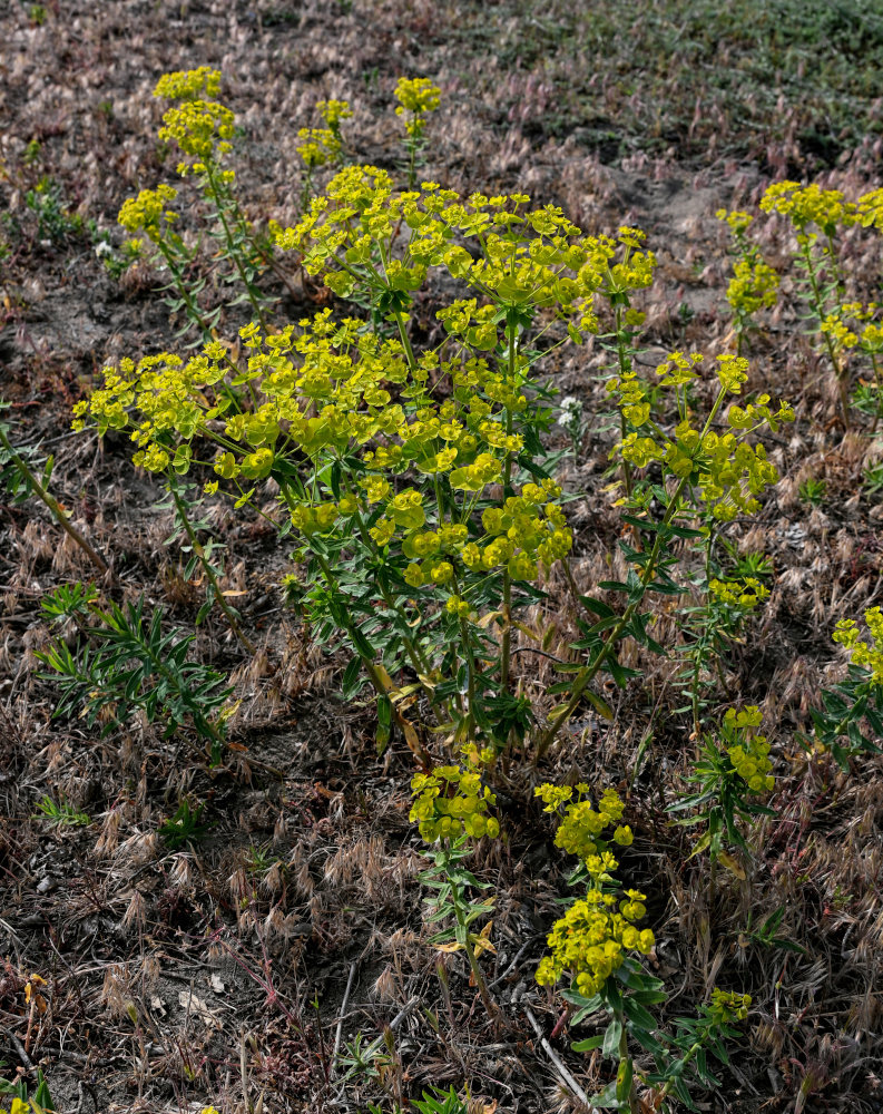 Изображение особи Euphorbia iberica.