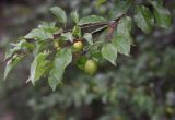Prunus cerasifera. Плодоносящая ветвь с незрелыми плодами. Кабардино-Балкария, долина р. Баксан, конус выноса реки Курмычи, высота 1610 м н.у.м., берег реки. 24 июля 2022 г.