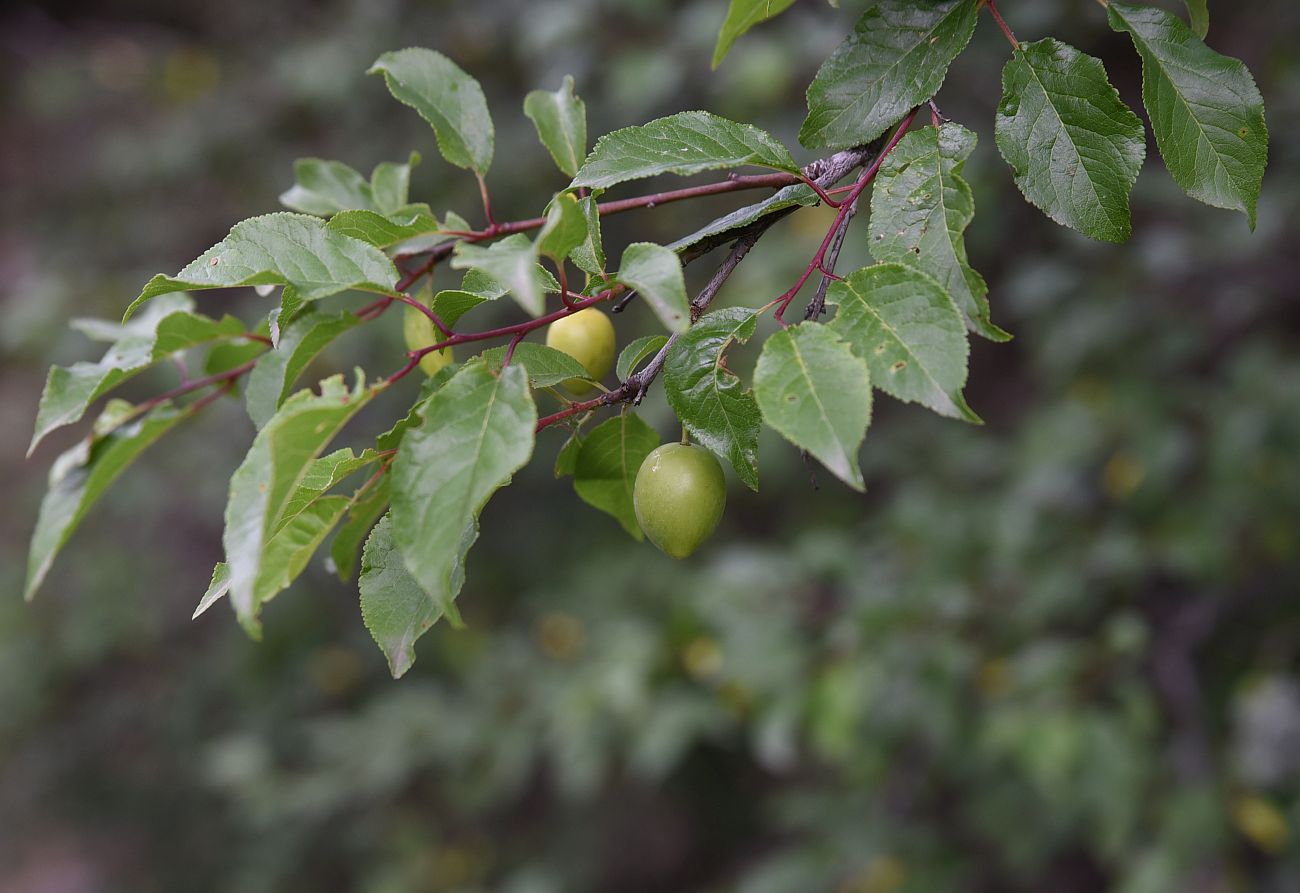 Image of Prunus cerasifera specimen.