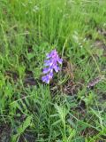 genus Vicia. Соцветие. Карелия, Прионежский р-н, окр. оз. Лососинское. 01.07.2022.