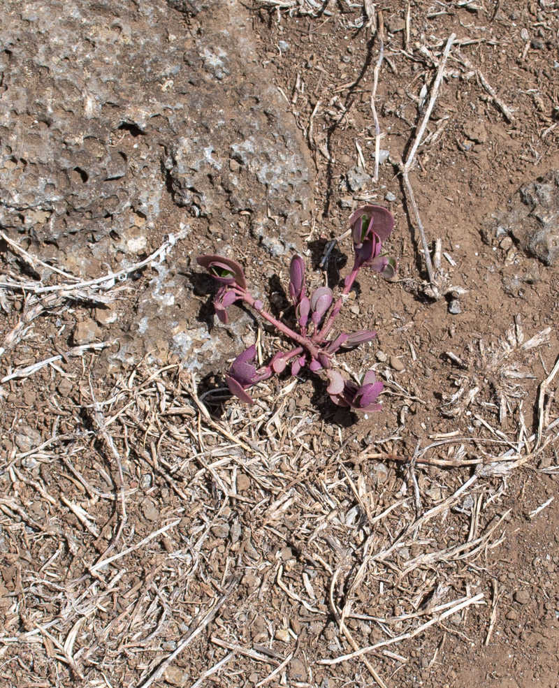 Изображение особи Tetragonia tetragonoides.