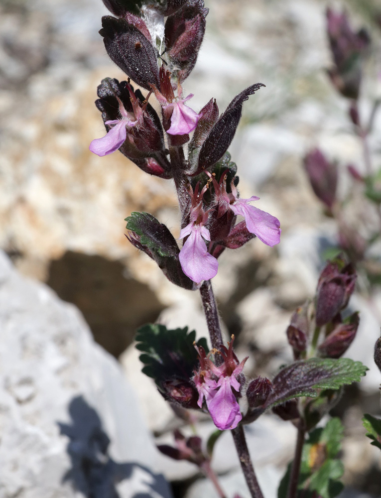 Изображение особи Teucrium chamaedrys.