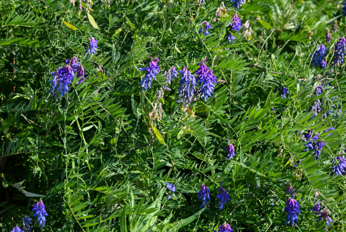 Image of Vicia cracca specimen.