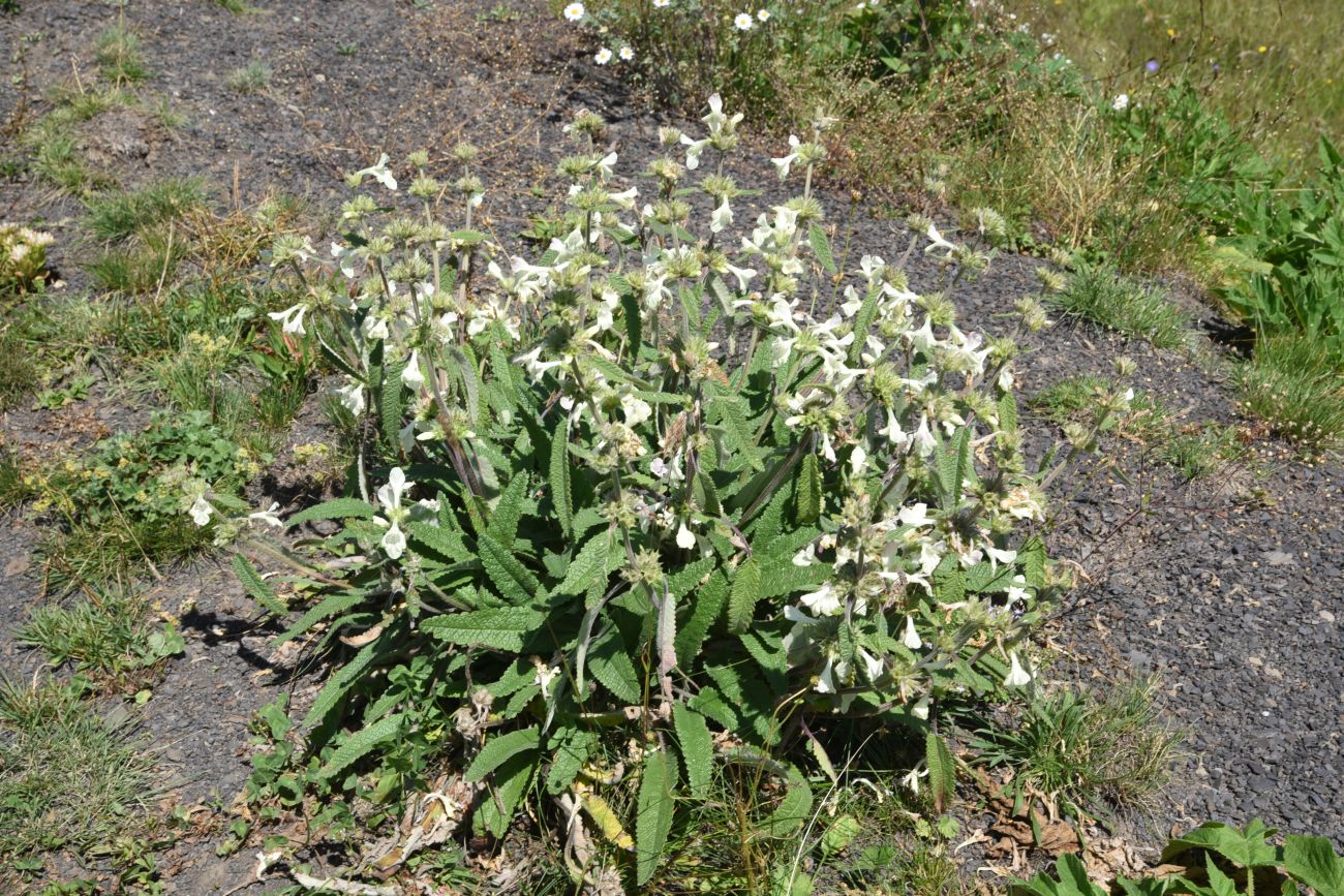 Image of Betonica nivea specimen.