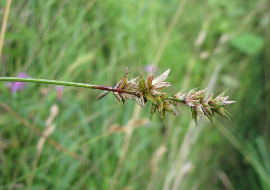 Image of Carex spicata specimen.