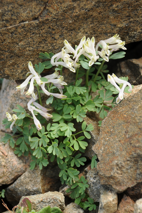 Image of Corydalis inconspicua specimen.