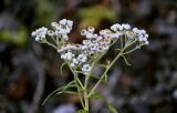 Anaphalis margaritacea. Верхушка побега с соцветиями. Сахалин, Корсаковский гор. округ, Бирюзовые озёра, осыпающийся каменистый склон. 25.08.2022.