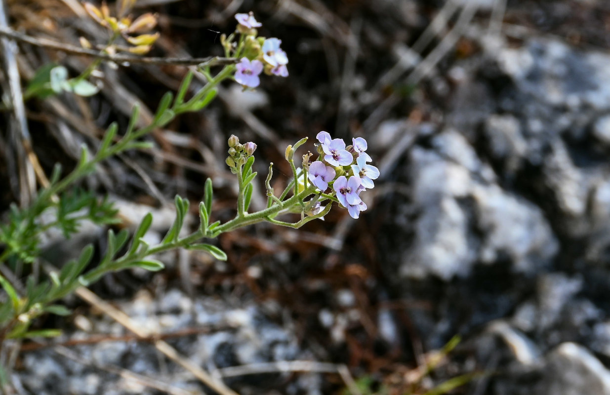 Image of Stevenia incarnata specimen.