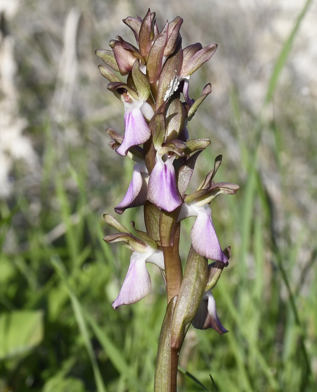 Image of Anacamptis collina specimen.