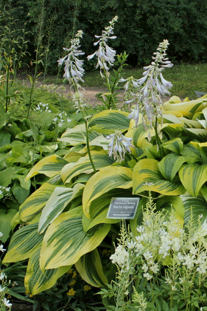 Изображение особи Hosta montana.