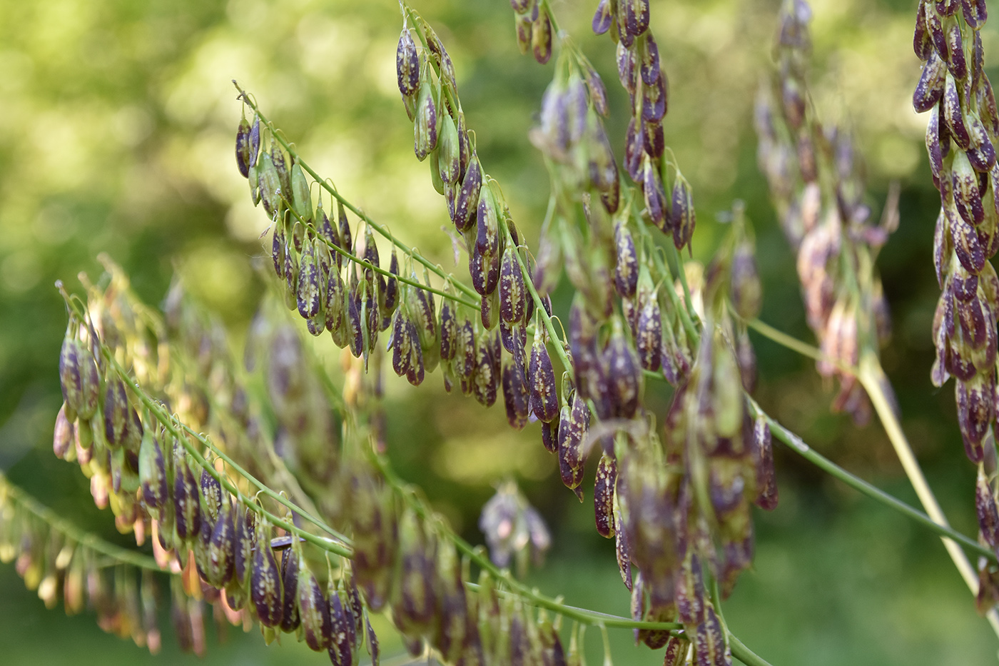 Изображение особи Isatis campestris.