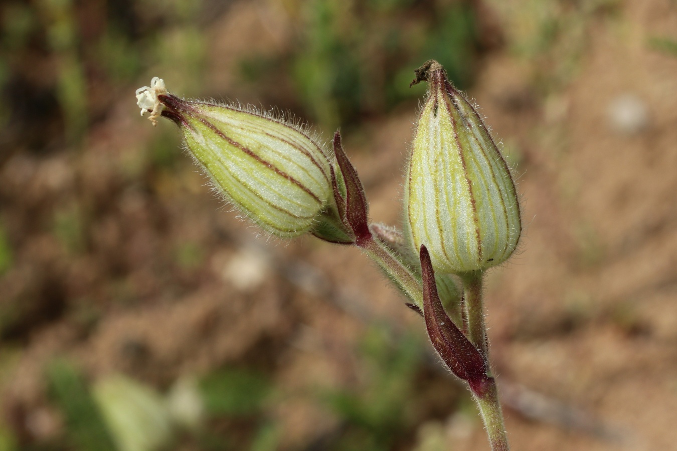 Image of Melandrium album specimen.