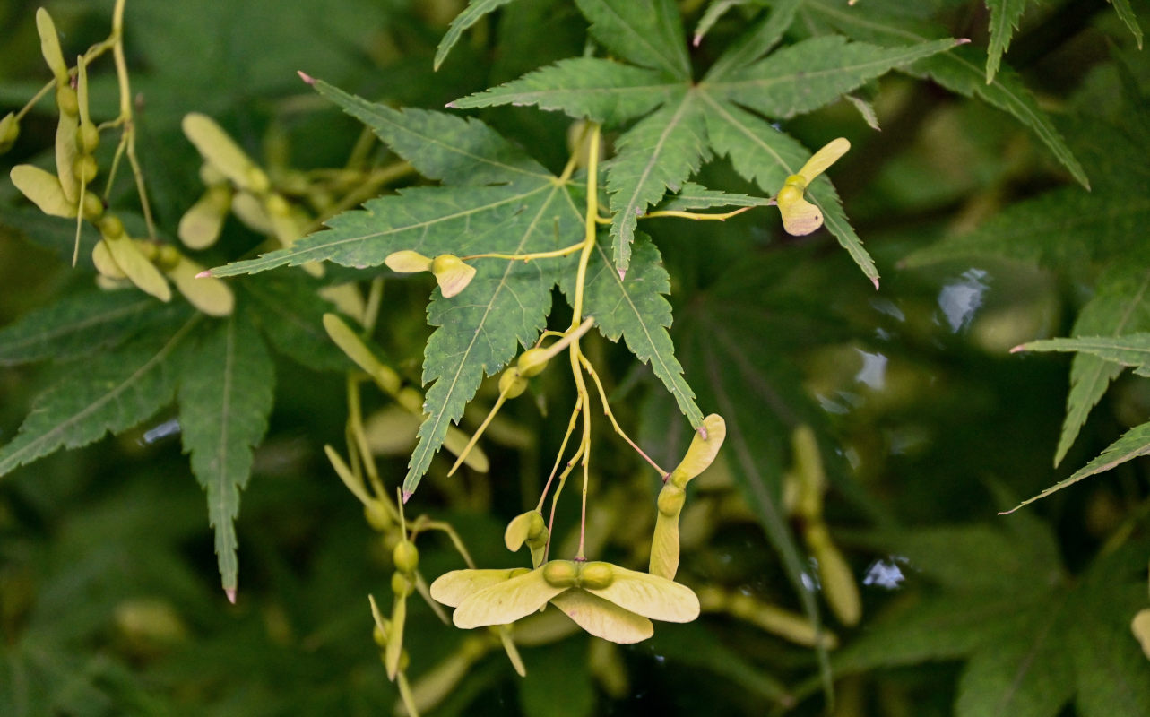 Image of Acer palmatum specimen.