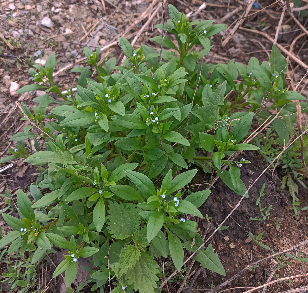 Image of Myosotis sparsiflora specimen.