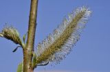 View full-size image Salix siuzevii