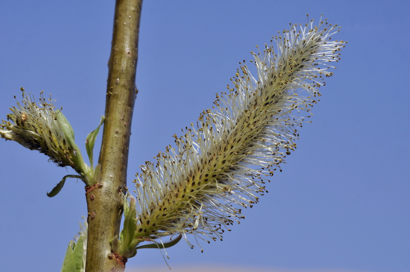 Image of Salix siuzevii specimen.