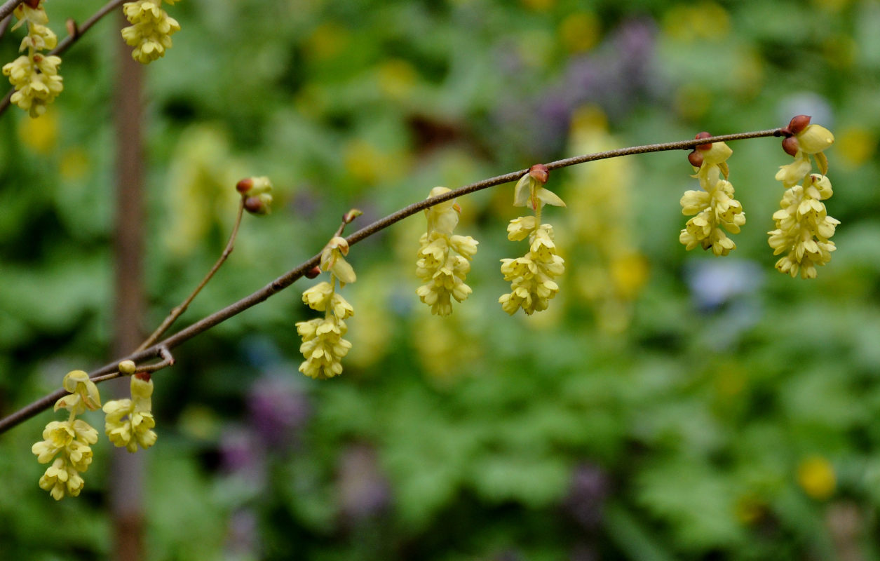 Изображение особи Corylopsis sinensis.