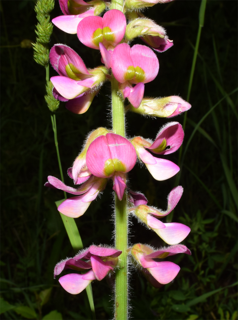 Изображение особи Onobrychis grandis.