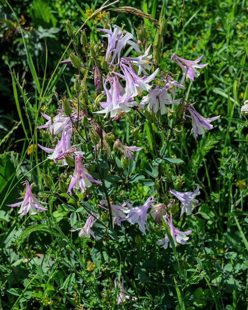 Image of Aquilegia vulgaris specimen.