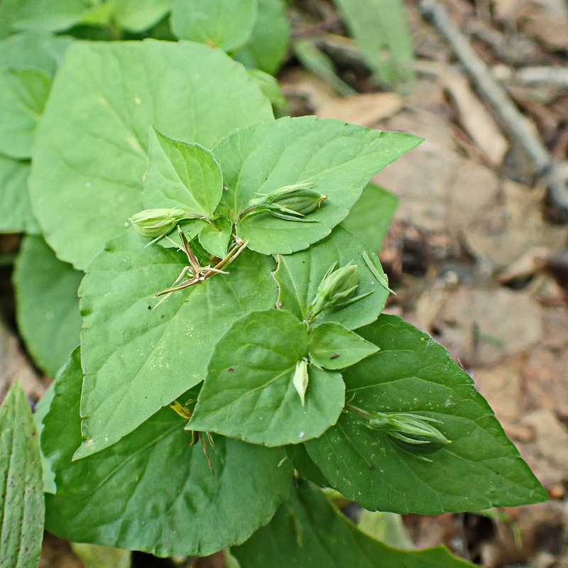 Image of Viola sacchalinensis specimen.